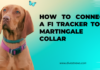 How to Connect a Fi Tracker to a Martingale Collar