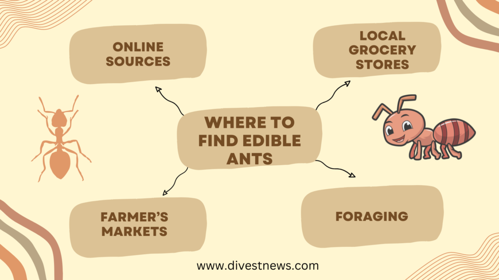 Where to Find Edible Ants