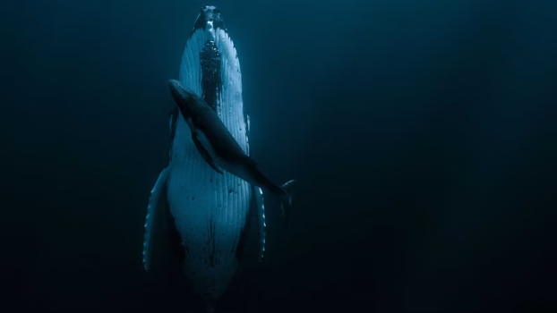 Sleeping Behavior Among Different Whale Species