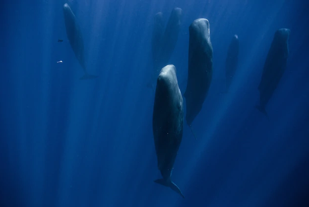 The Surprising Science Behind Vertical Sleep in Whales