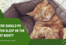 Where Should My Kitten Sleep on the First Night