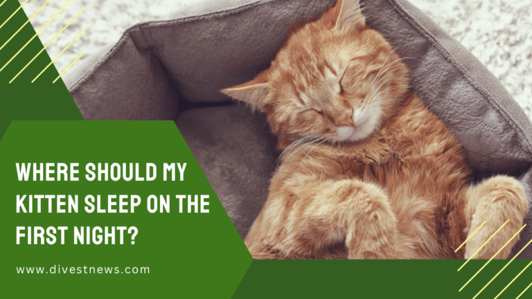 Where Should My Kitten Sleep on the First Night? (All You Need to Know)