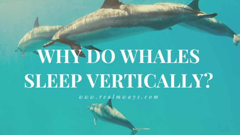 Why Do Whales Sleep Vertically? [All You Need to Know]