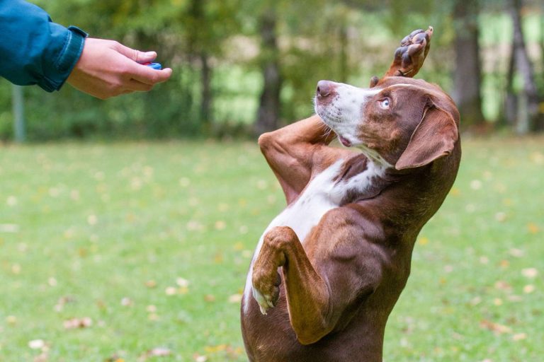 Unleash Your Dog’s Full Potential: Best Dog Training Strategies