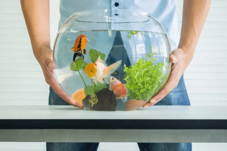 The Definitive Guide to Freshwater Fish Care: Nurturing a Thriving Aquatic Ecosystem