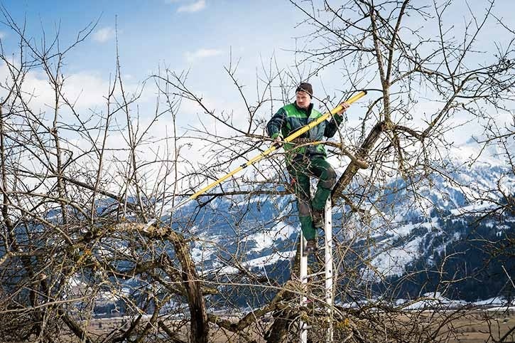 Baumpflege Wörgl: Nurturing Trees for a Greener Tomorrow