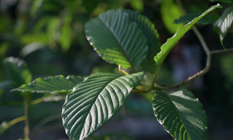 A Guide to Navigating Kratom Purchases in Winnipeg: Tips and Considerations