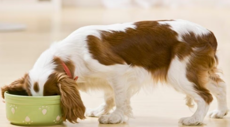 The Wholesome Canine Plate: A Complete Guide to Holistic Dog Diets