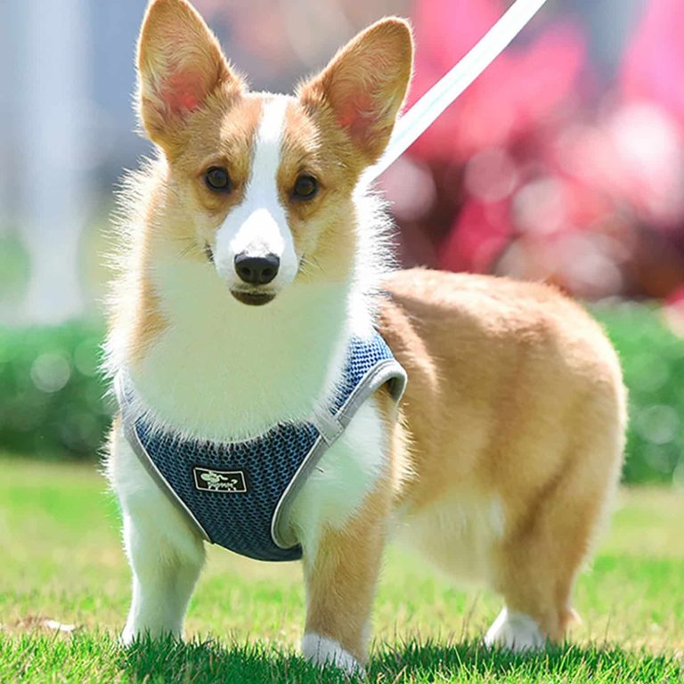 Unleashing Comfort and Control: The Best Dog Harnesses in the UK