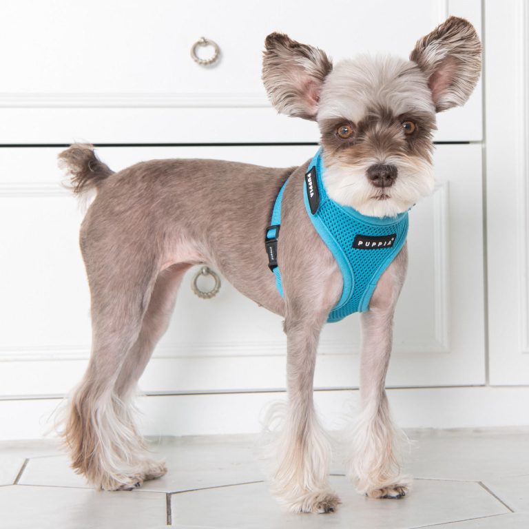 Top 10 Best Dog Harnesses for Every Breed
