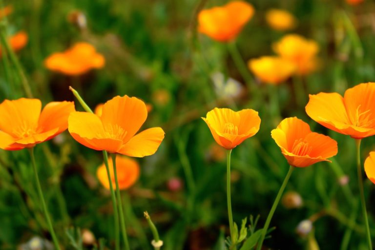 The Medicinal Marvel of Poppy: A Comprehensive Guide to Its Uses