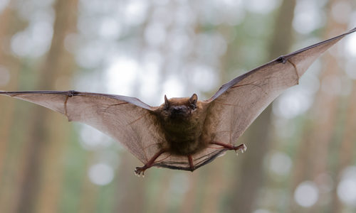 Bats Control