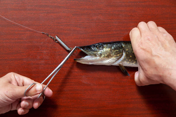 Quick Tips for Streamlining Fish Keeping