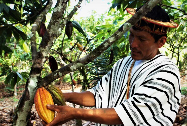 Choosing the Best Ceremonial Cacao: A Guide