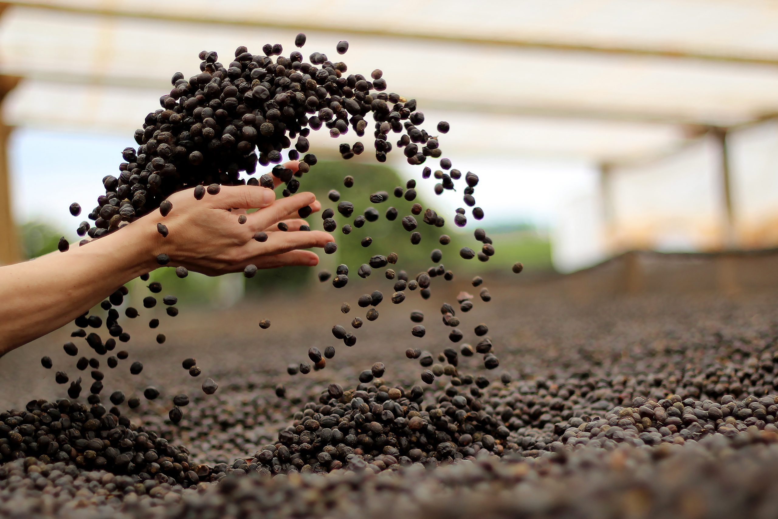 sustainably grown coffee