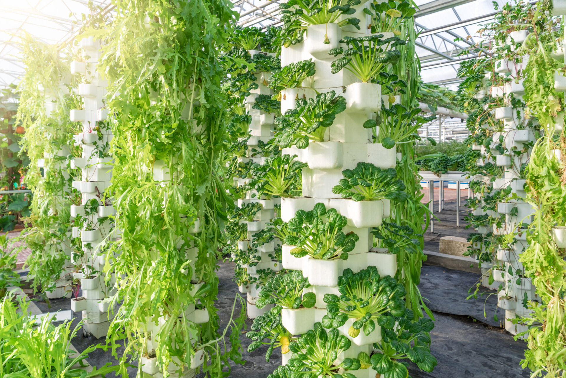 Hydroponics farming