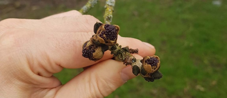 Bushcraft Winter Foraging