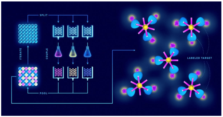 random peptide library